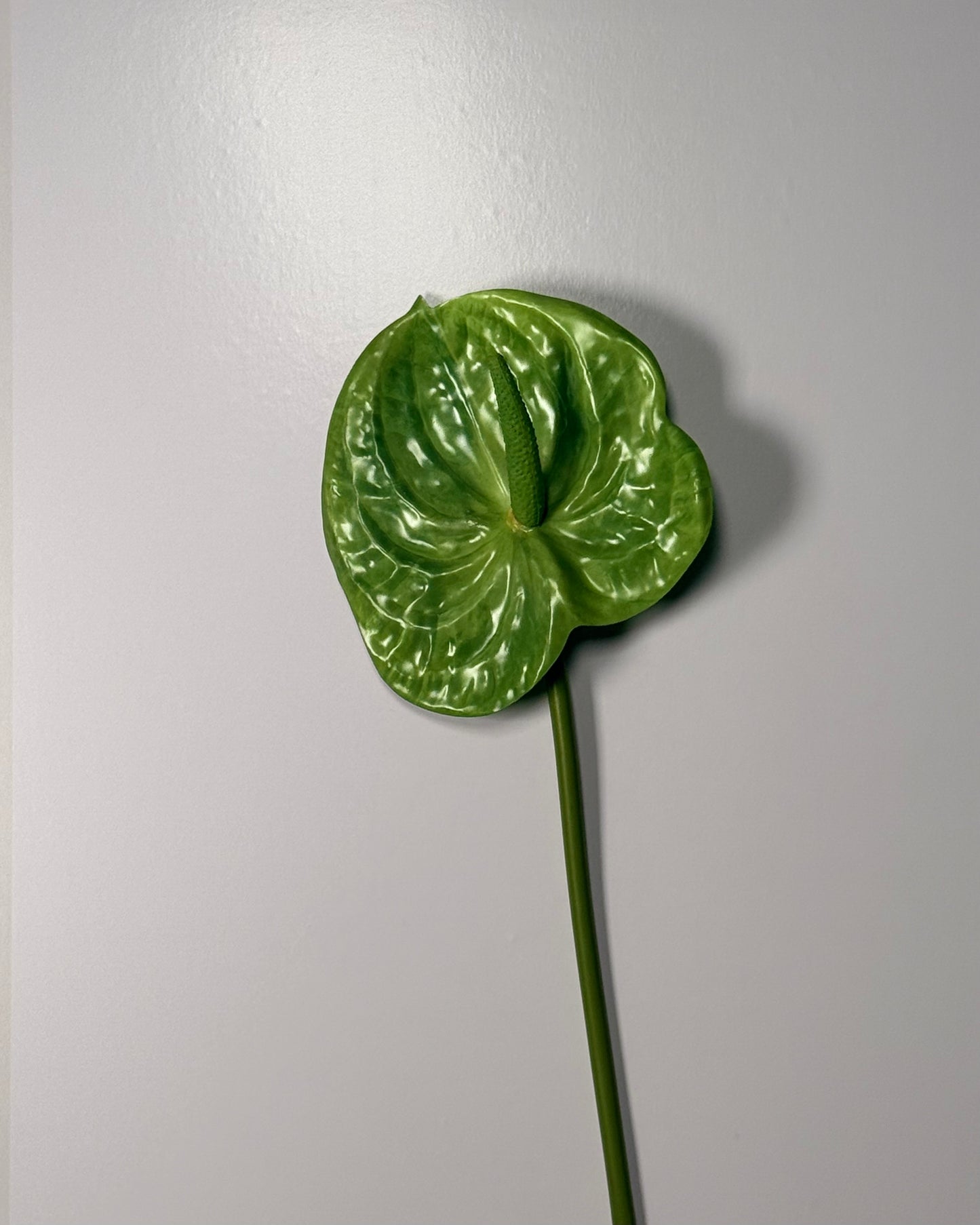 Anthurium