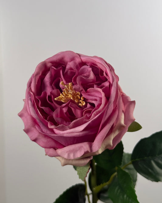 Austin Rose (Real Touch)