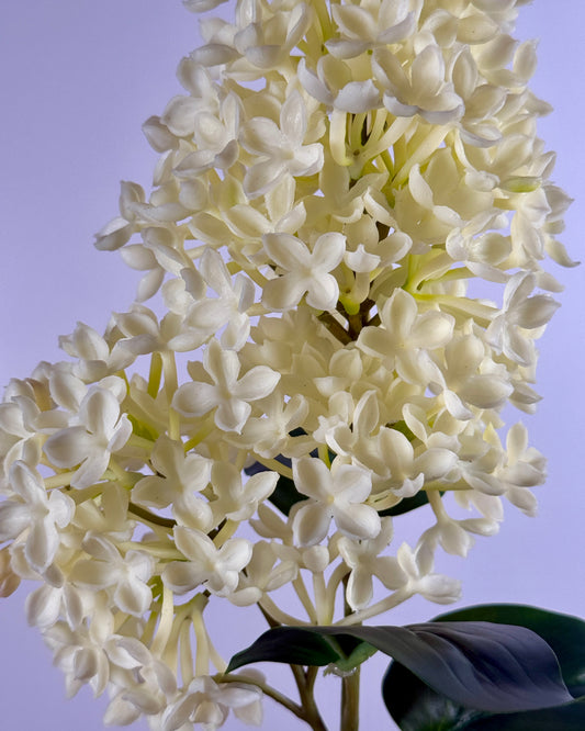Common Lilac (Syringa Vulgaris)