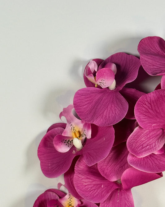 Moth Orchid (Phalaenopsis)