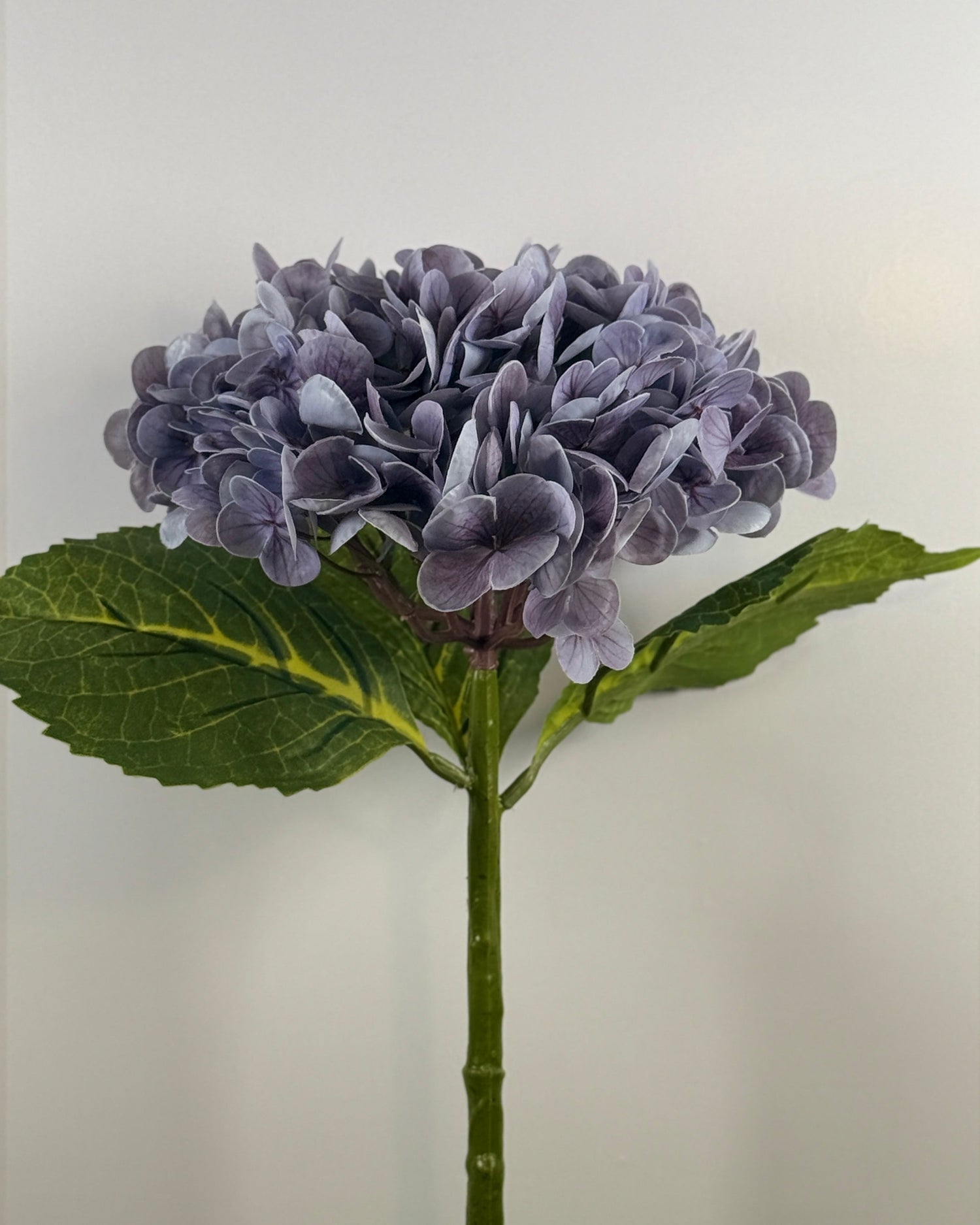 HYDRANGEAS