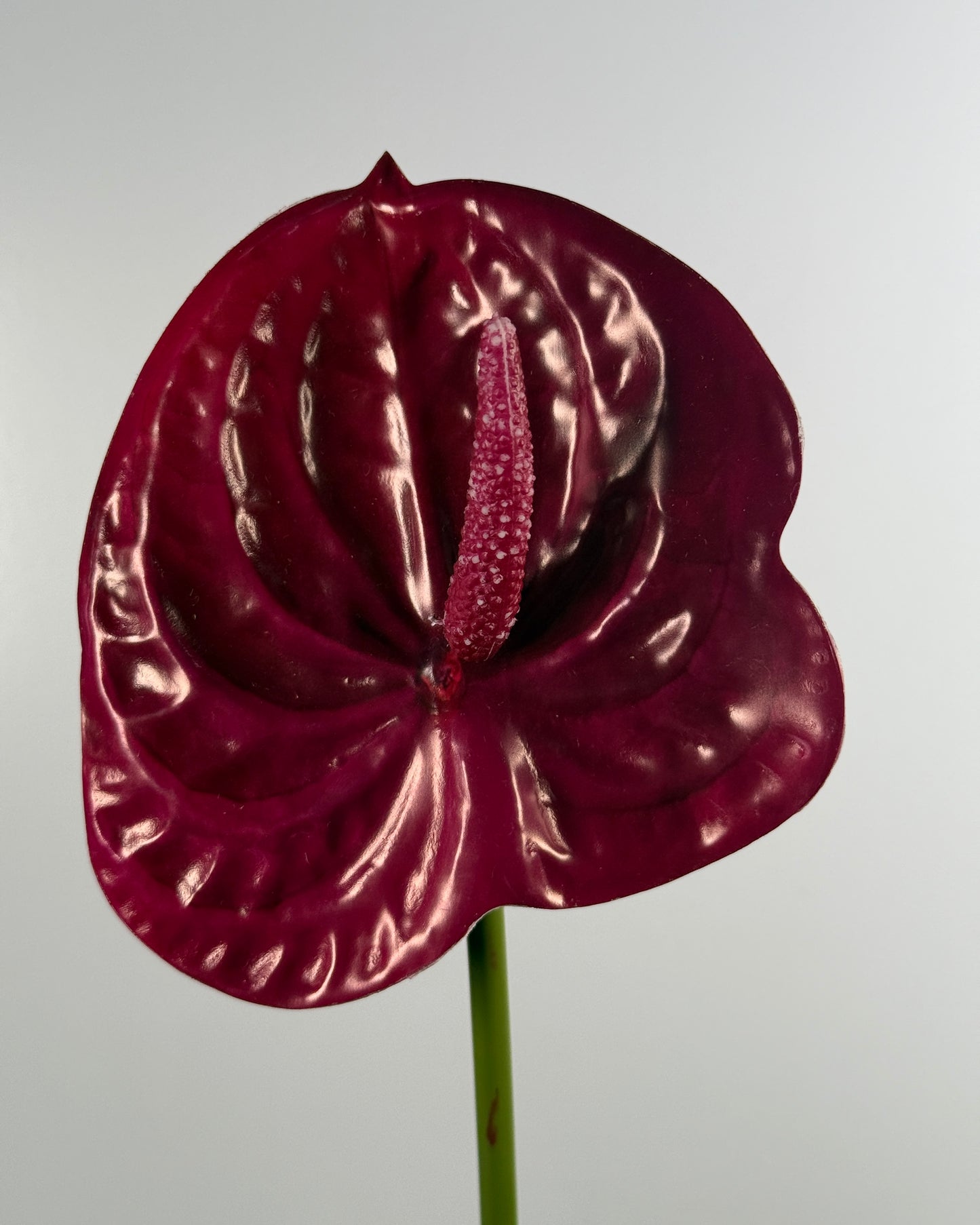Anthurium