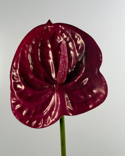 Anthurium