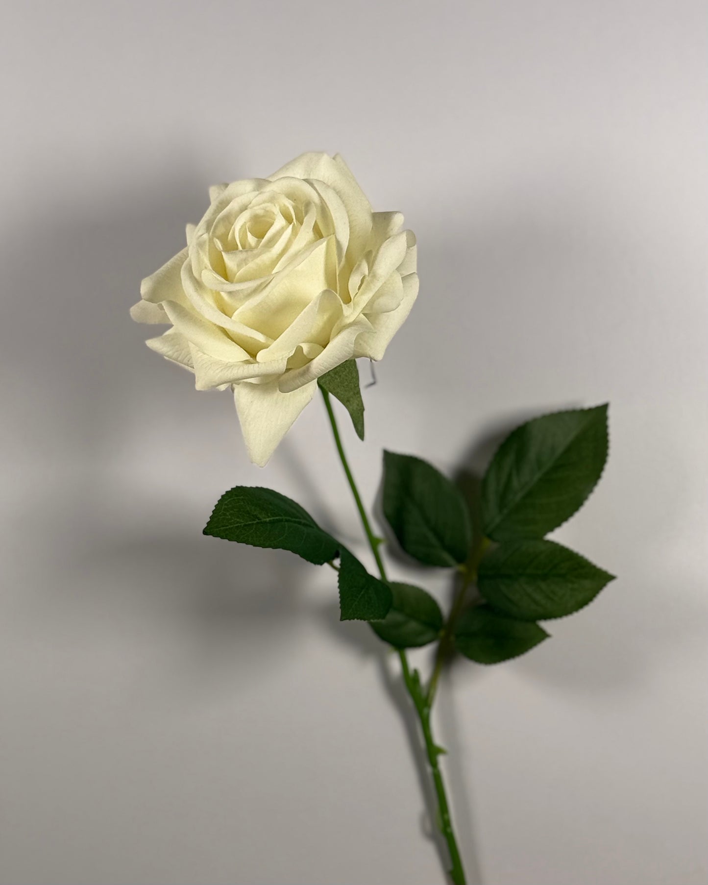 Rose Moist (Real Touch)