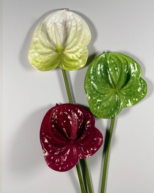 Anthurium