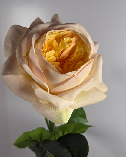 Peony (Real Touch)