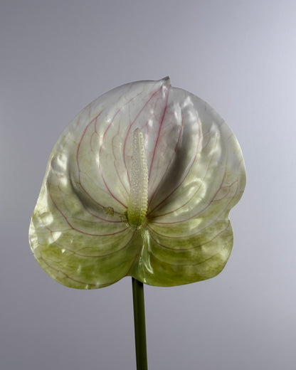 Anthurium