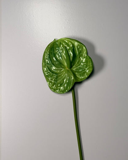 Anthurium