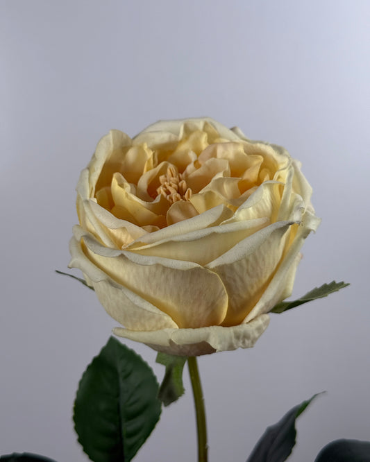 Austin Rose (Real Touch)