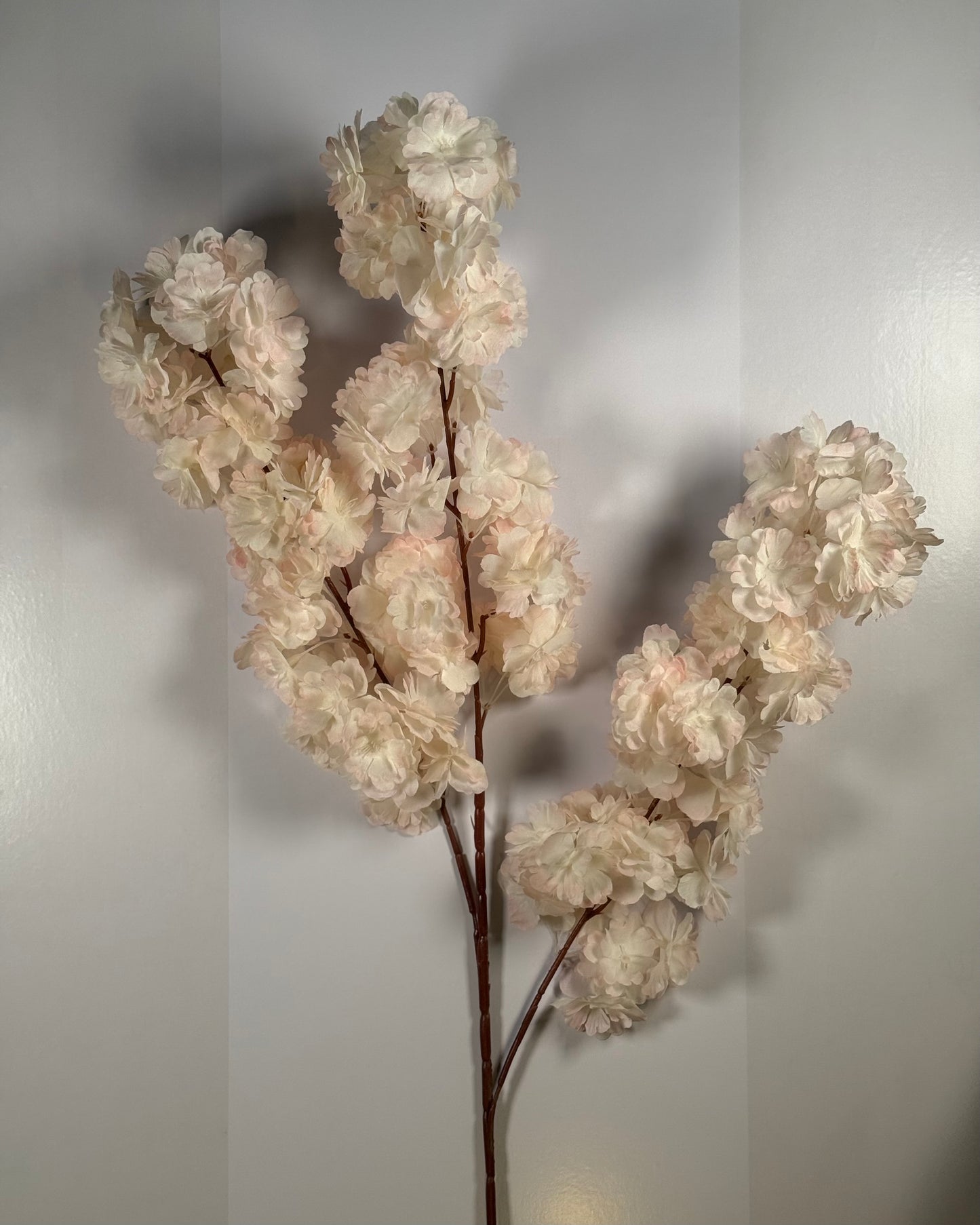 Cherry Blosson
