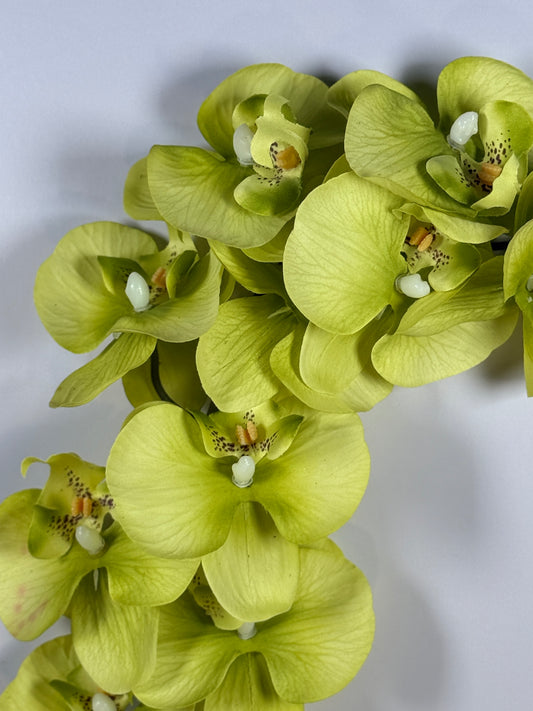 Moth Orchid (Phalaenopsis)
