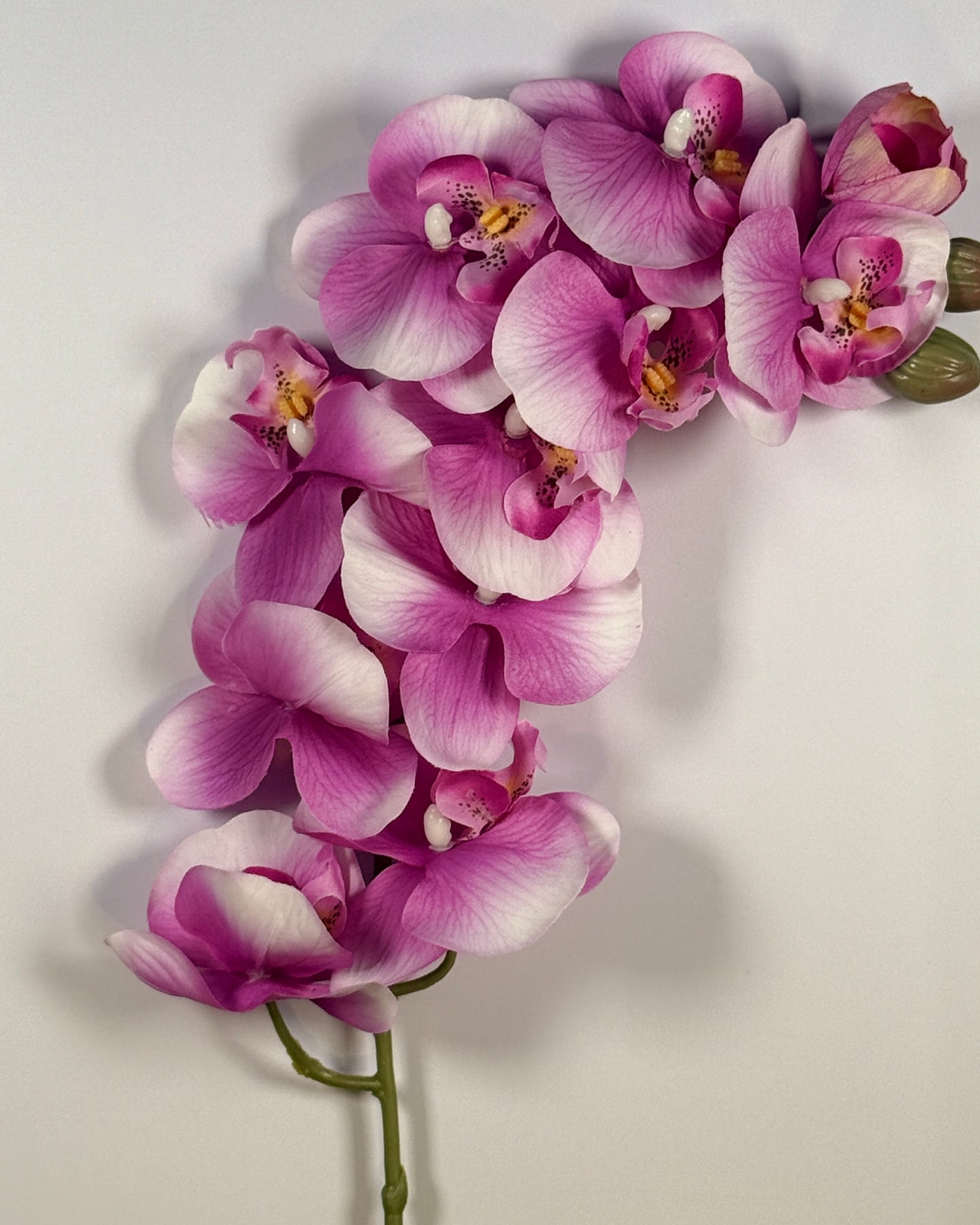 Moth Orchid (Phalaenopsis)