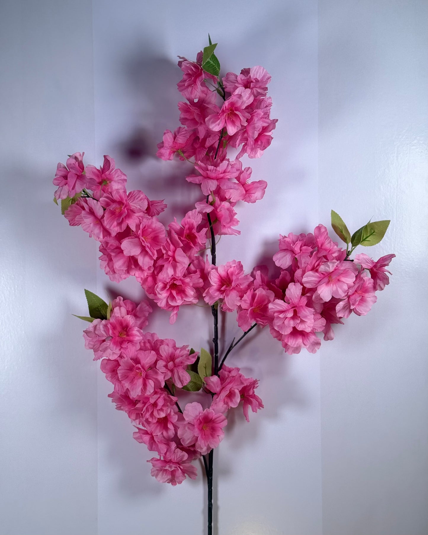 Cherry Blosson