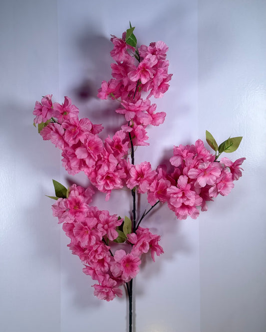 Cherry Blosson