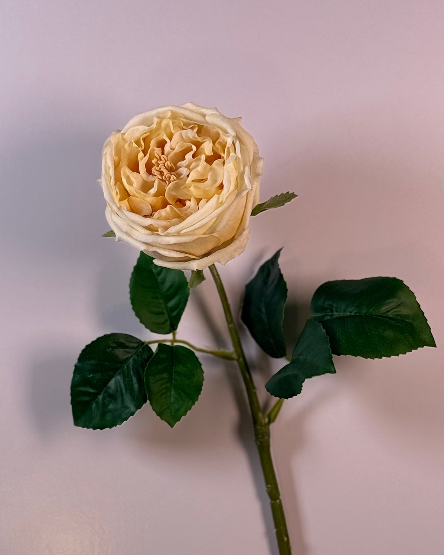 Austin Rose (Real Touch)