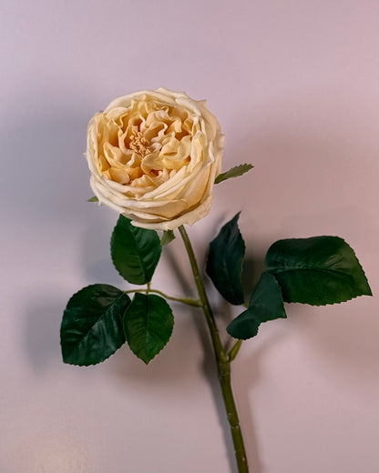 Austin Rose (Real Touch)