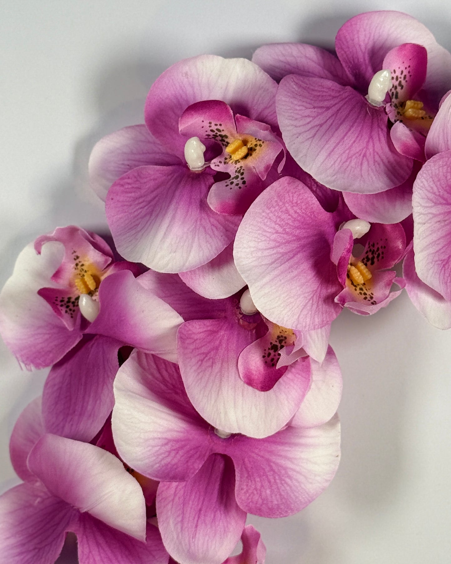 Moth Orchid (Phalaenopsis)