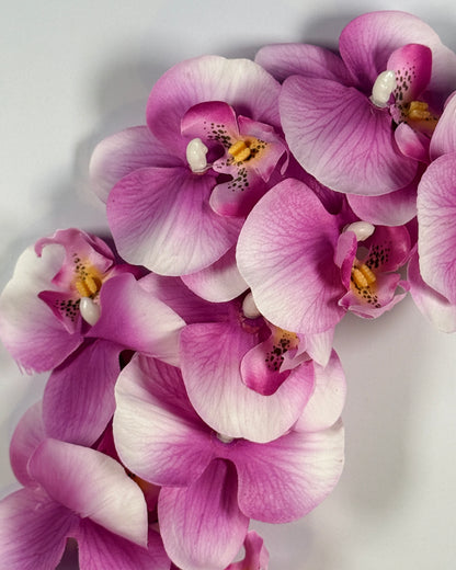 Moth Orchid (Phalaenopsis)