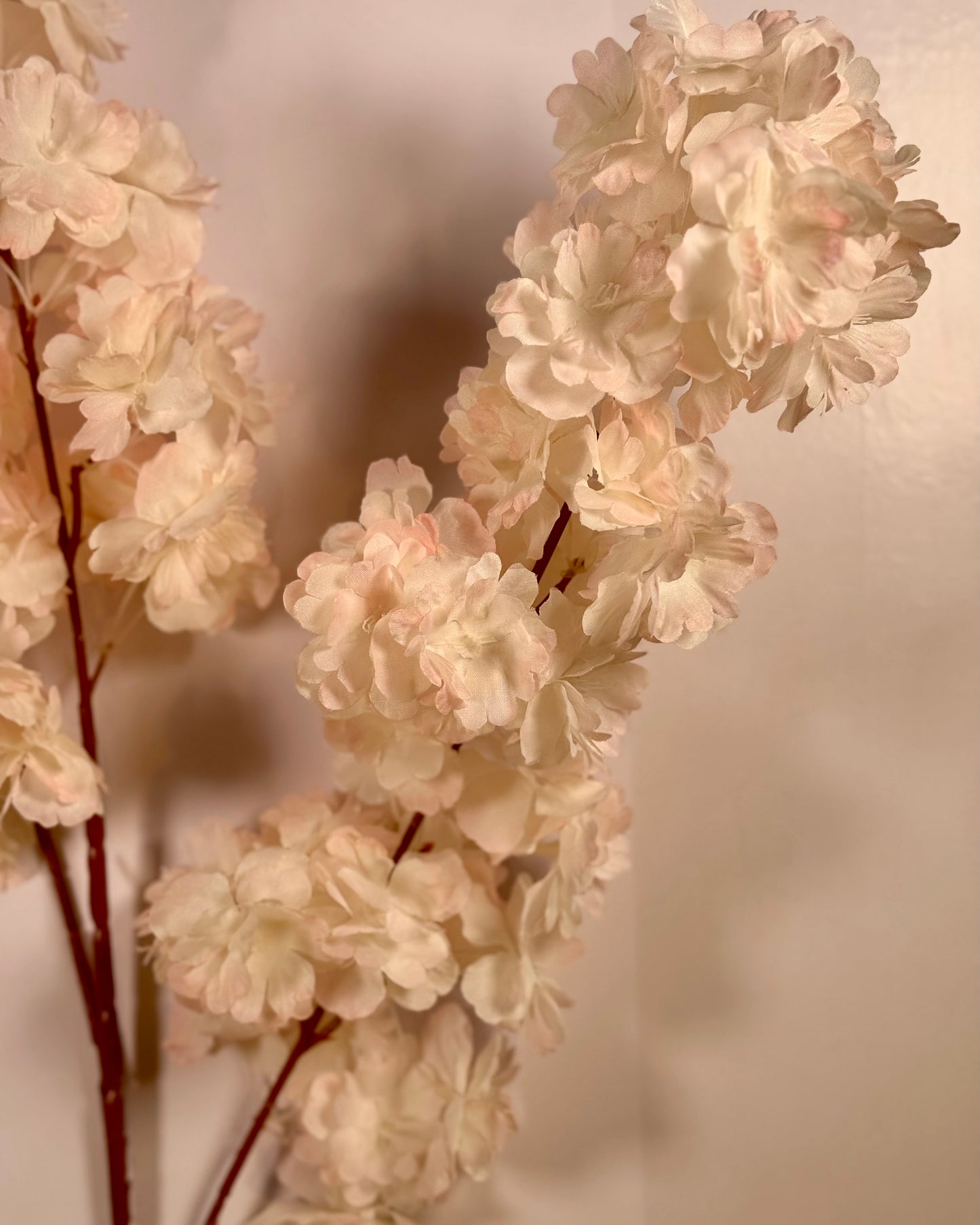 Cherry Blosson