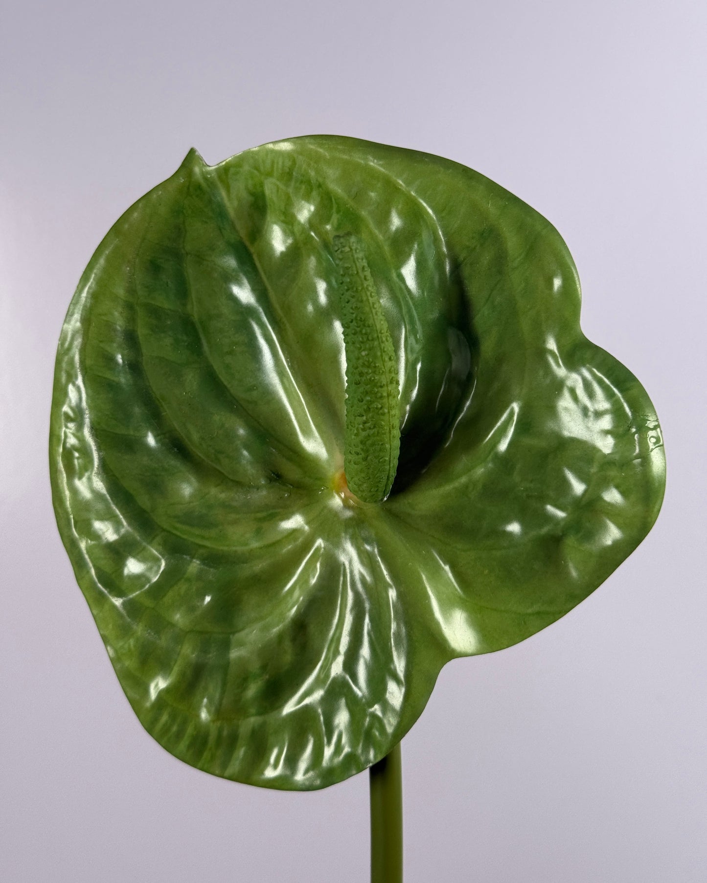 Anthurium