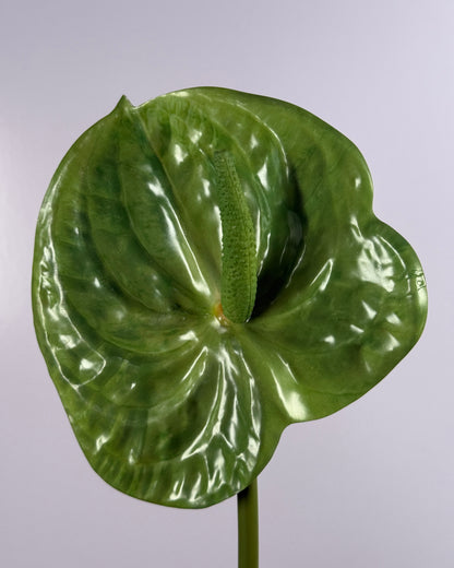 Anthurium