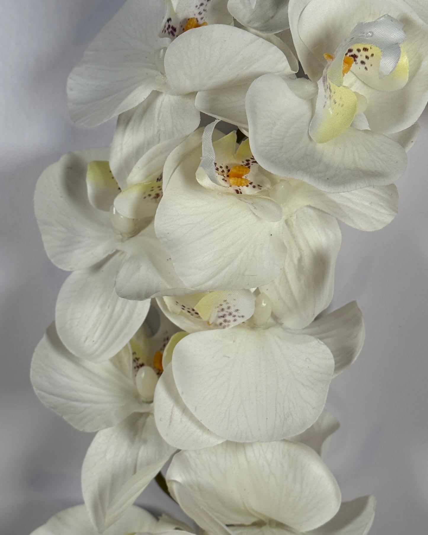 Moth Orchid (Phalaenopsis)