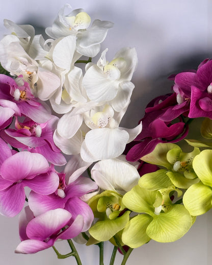 Moth Orchid (Phalaenopsis)