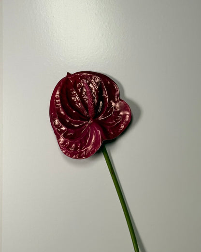 Anthurium
