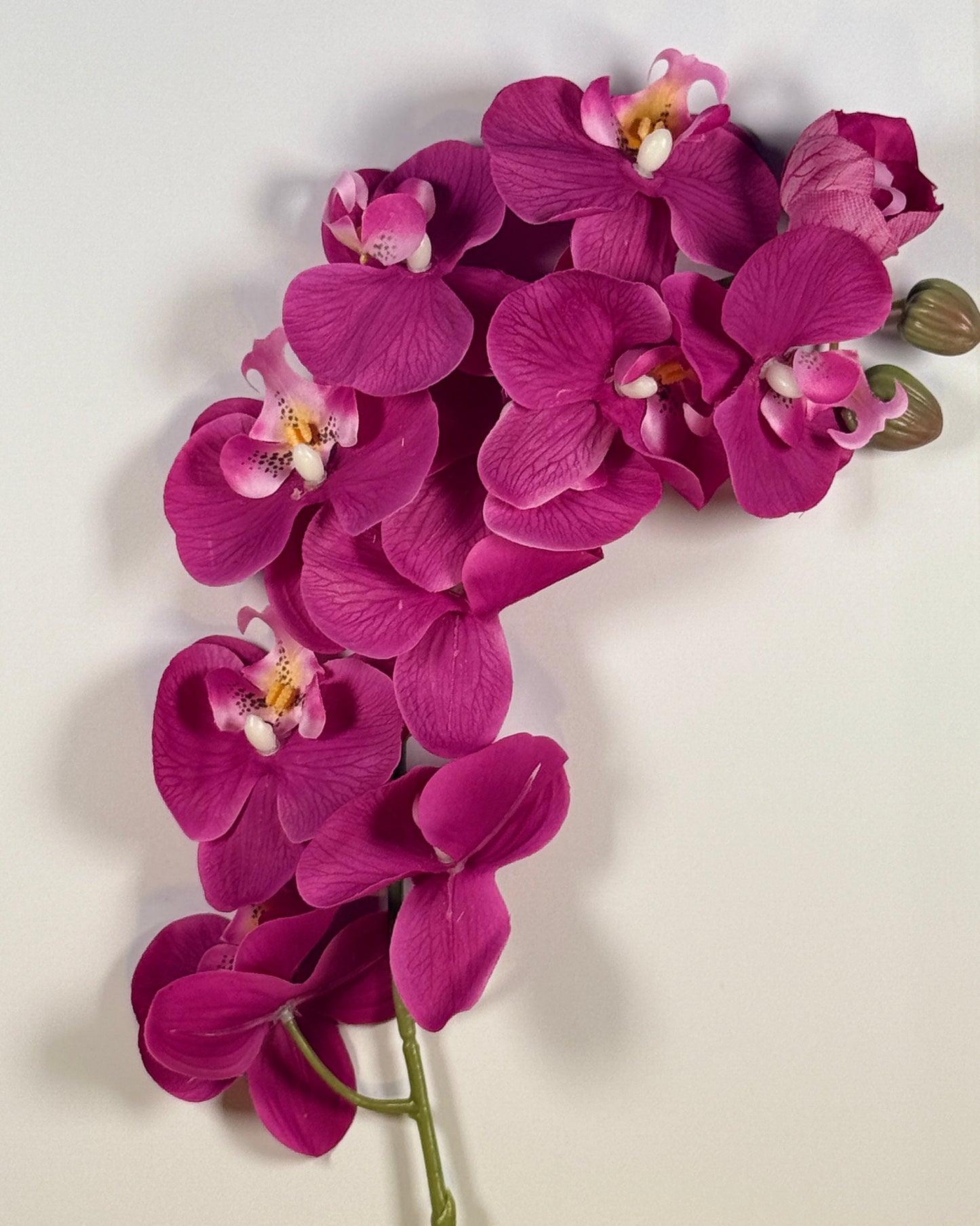 Moth Orchid (Phalaenopsis)
