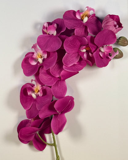 Moth Orchid (Phalaenopsis)