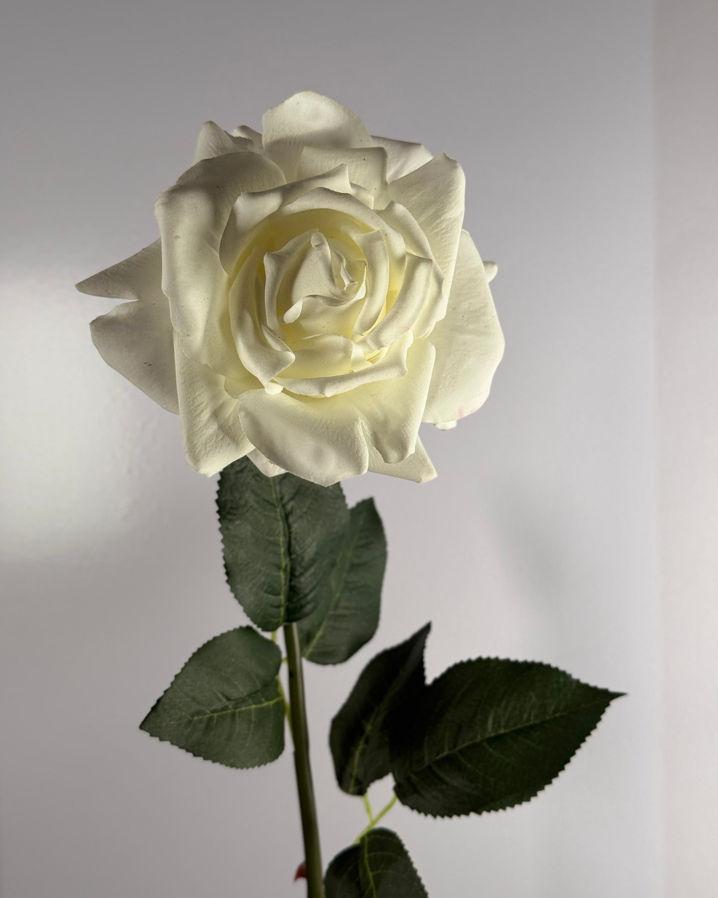 Rose (Real Touch)