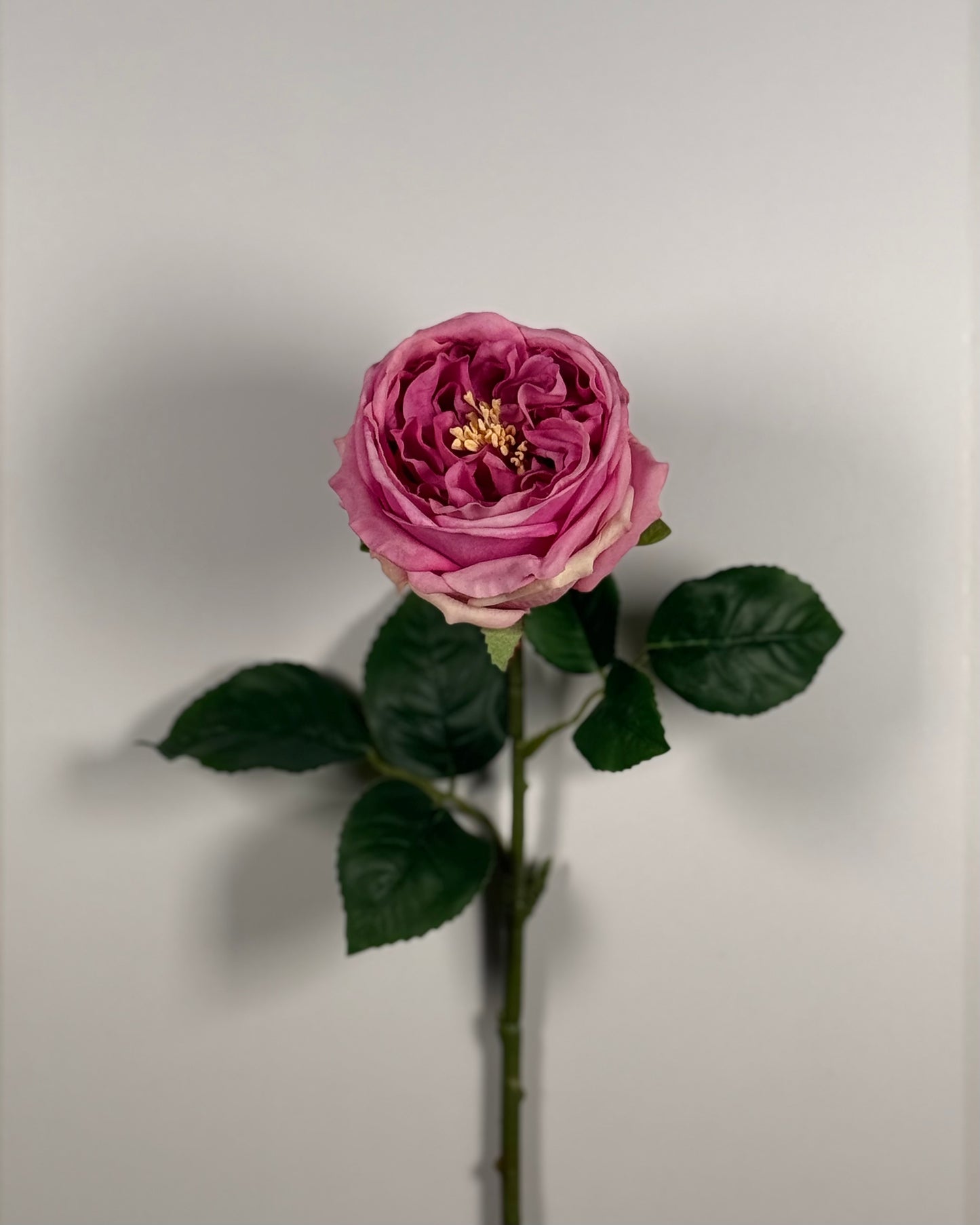 Austin Rose (Real Touch)