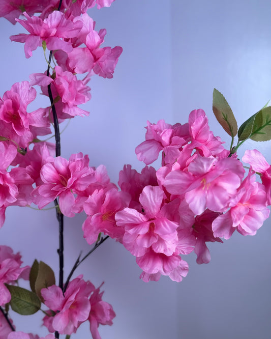 Cherry Blosson