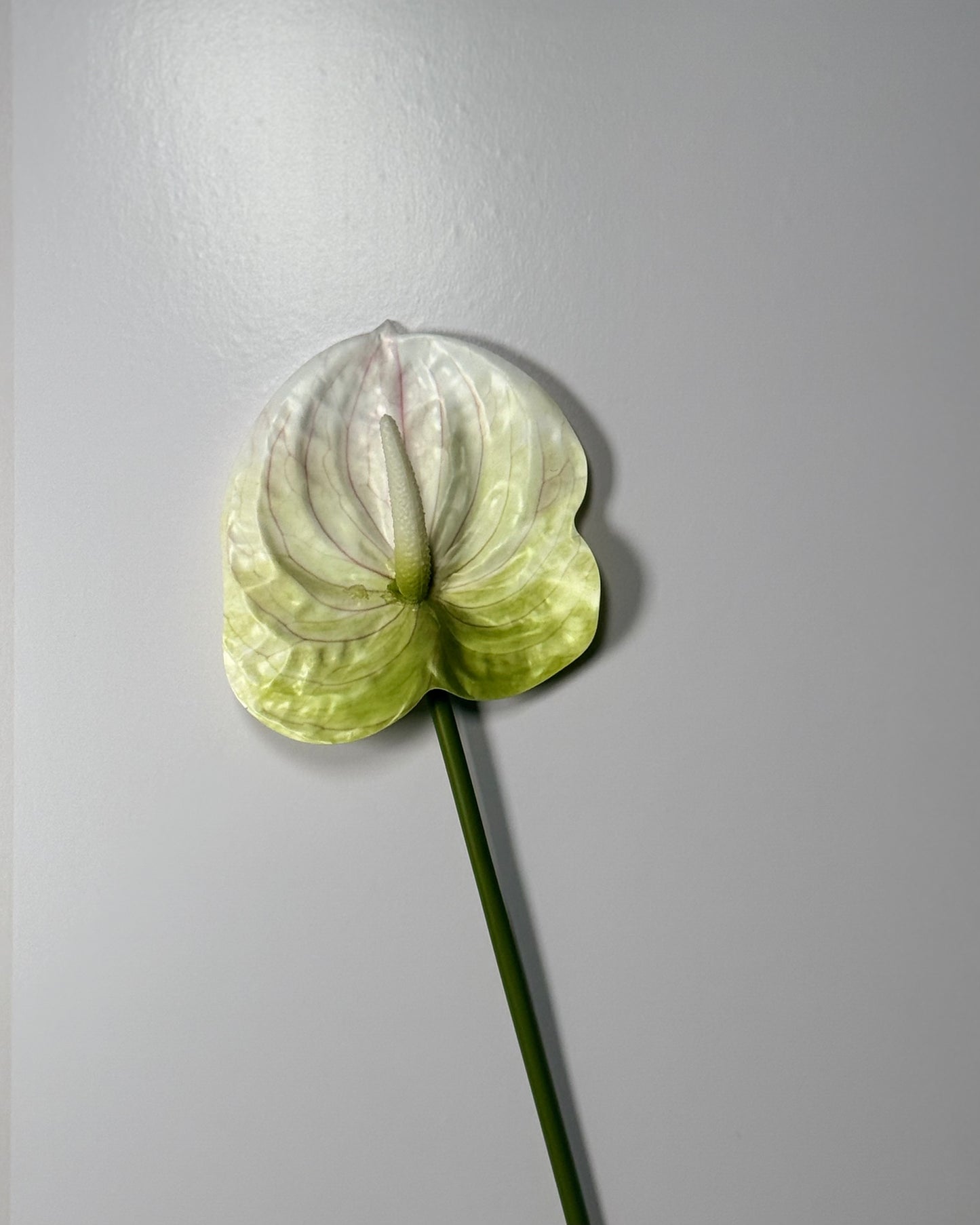 Anthurium