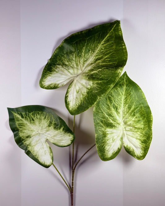 Flamingo Flower Leaf