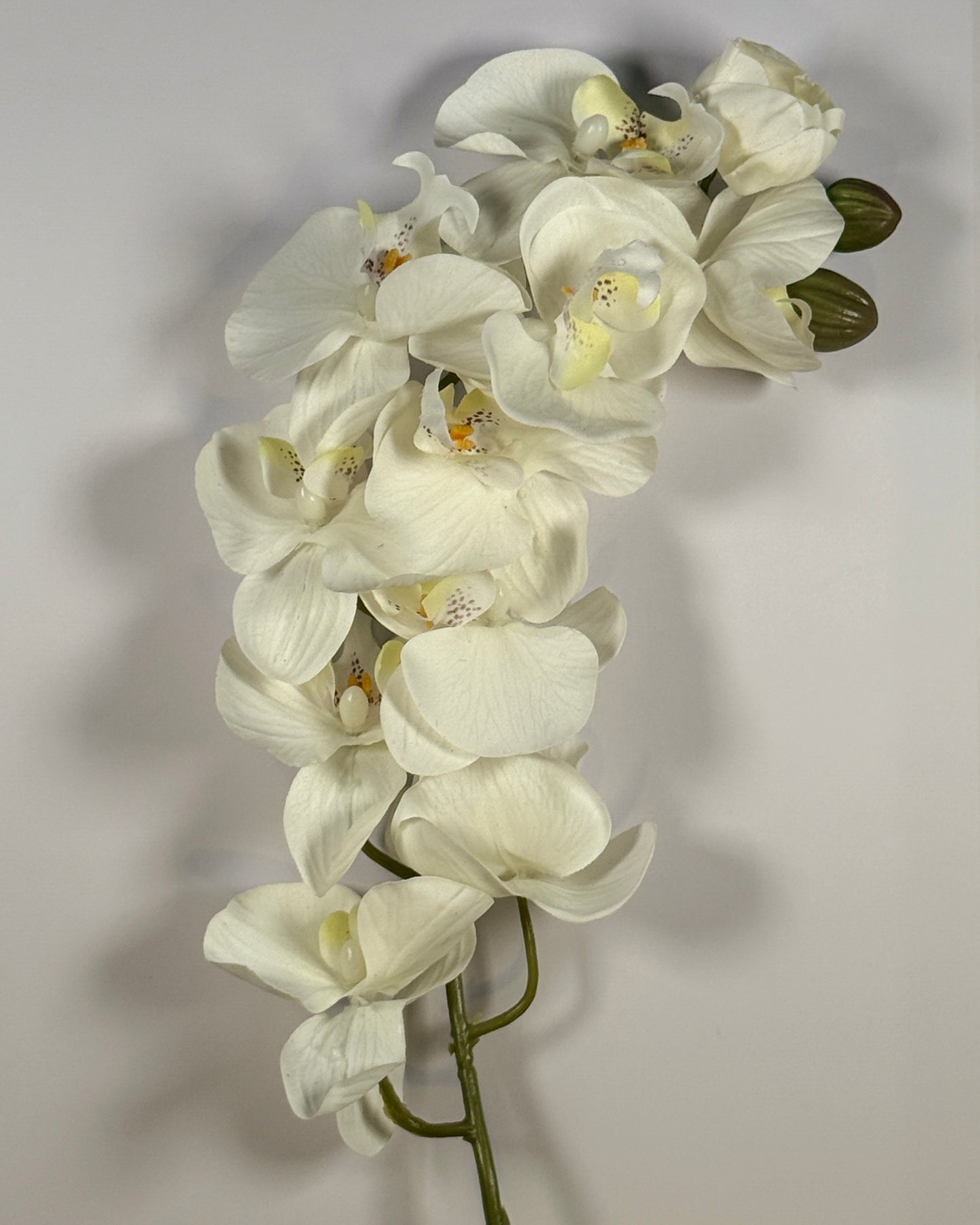 Moth Orchid (Phalaenopsis)