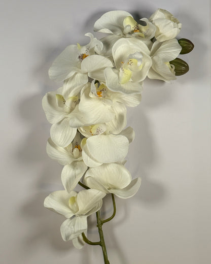 Moth Orchid (Phalaenopsis)