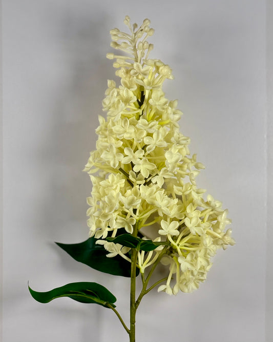 Common Lilac (Syringa Vulgaris)