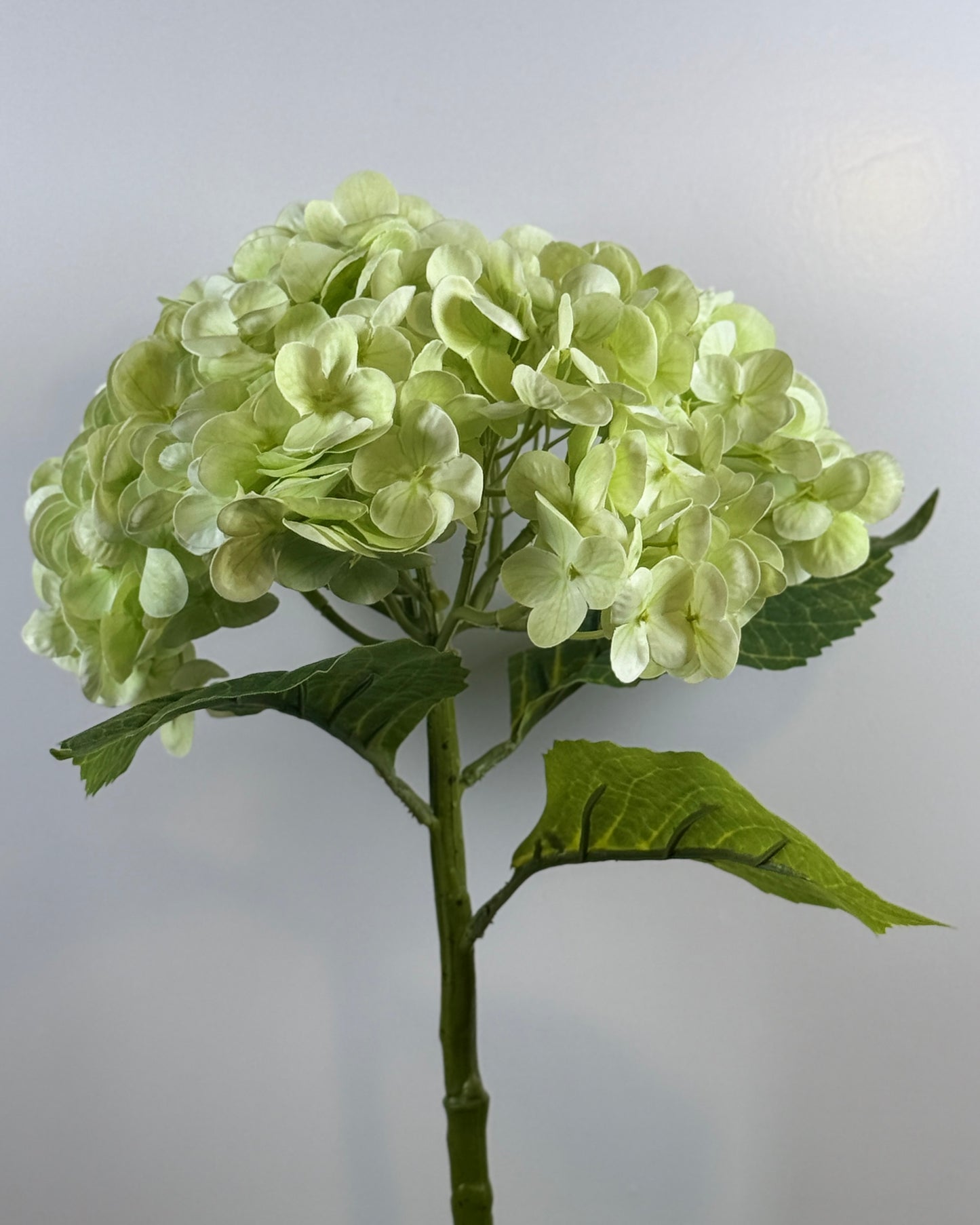 Hydrangea DF022 - Thick Stem (Real Touch)