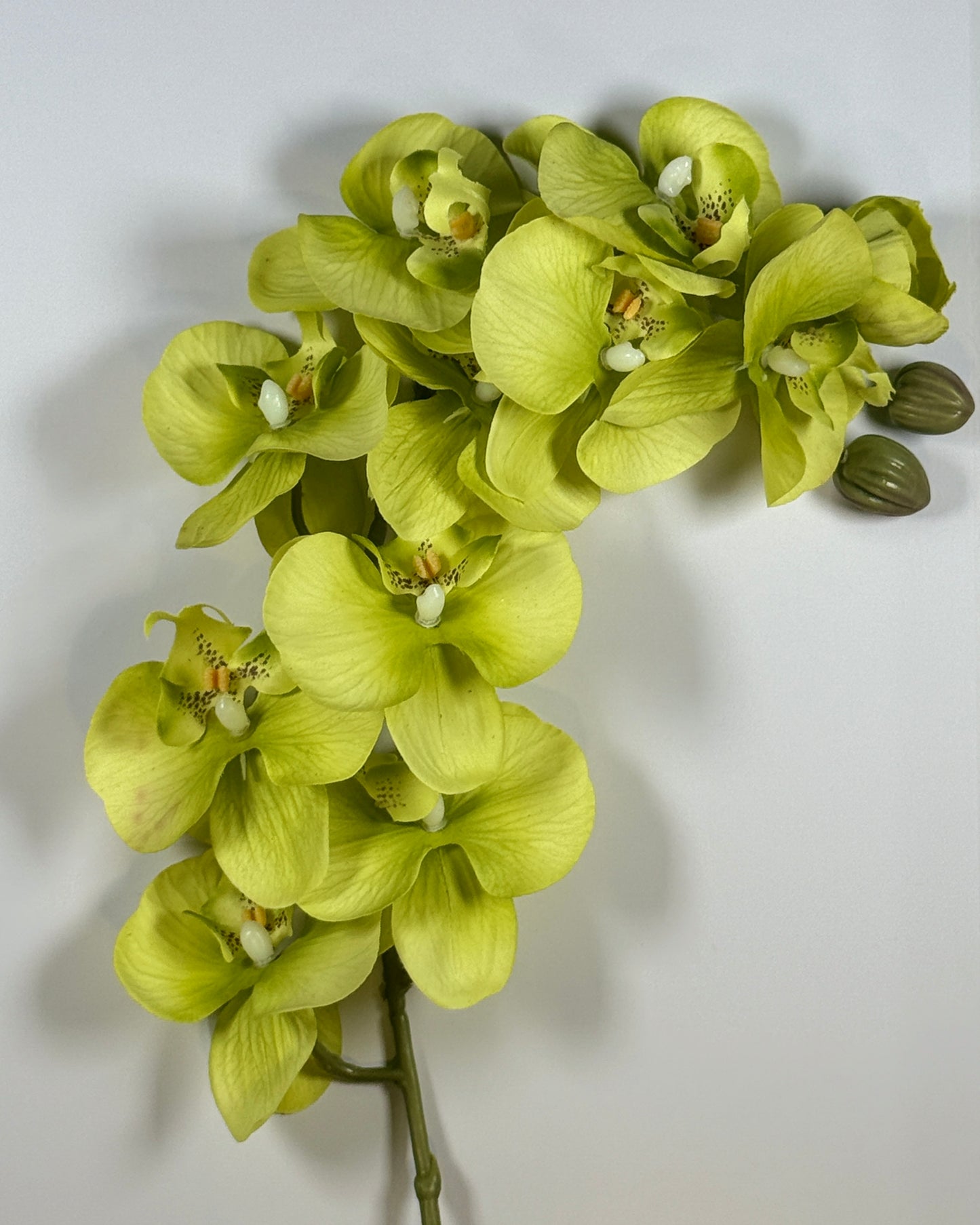 Moth Orchid (Phalaenopsis)