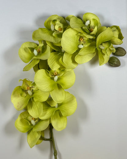 Moth Orchid (Phalaenopsis)