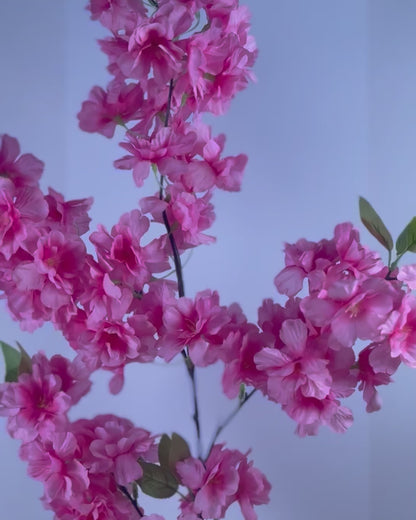 Cherry Blosson