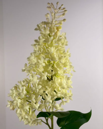 Common Lilac (Syringa Vulgaris)