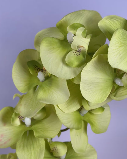 Moth Orchid (Phalaenopsis)