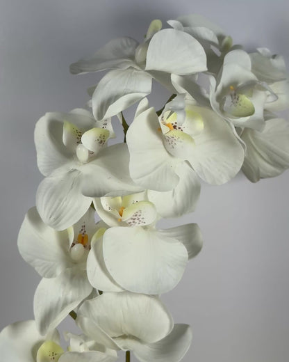 Moth Orchid (Phalaenopsis)