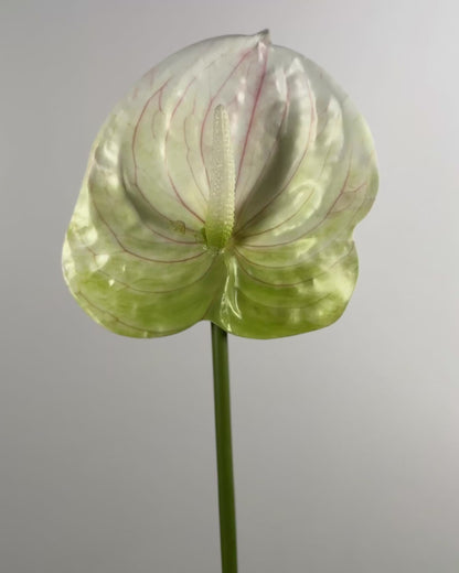 Anthurium