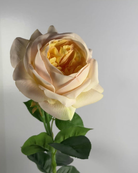 Peony (Real Touch)