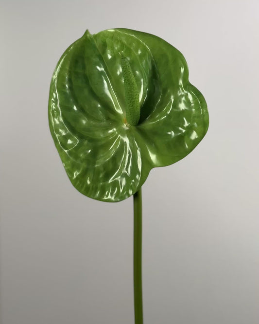 Anthurium