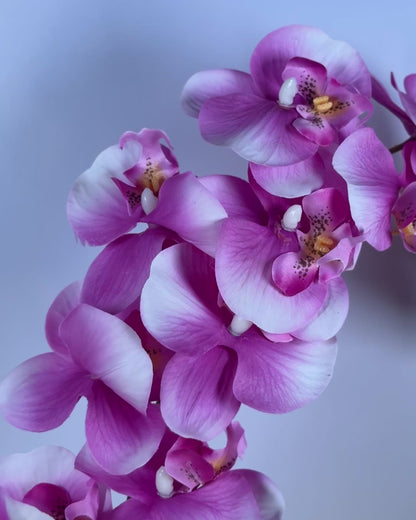 Moth Orchid (Phalaenopsis)