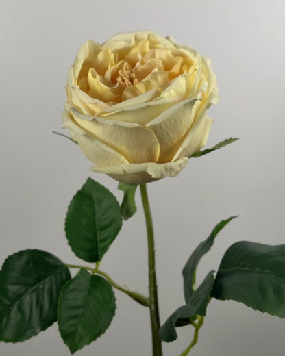 Austin Rose (Real Touch)